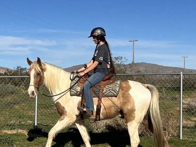 Flashy Spotted Saddle horse