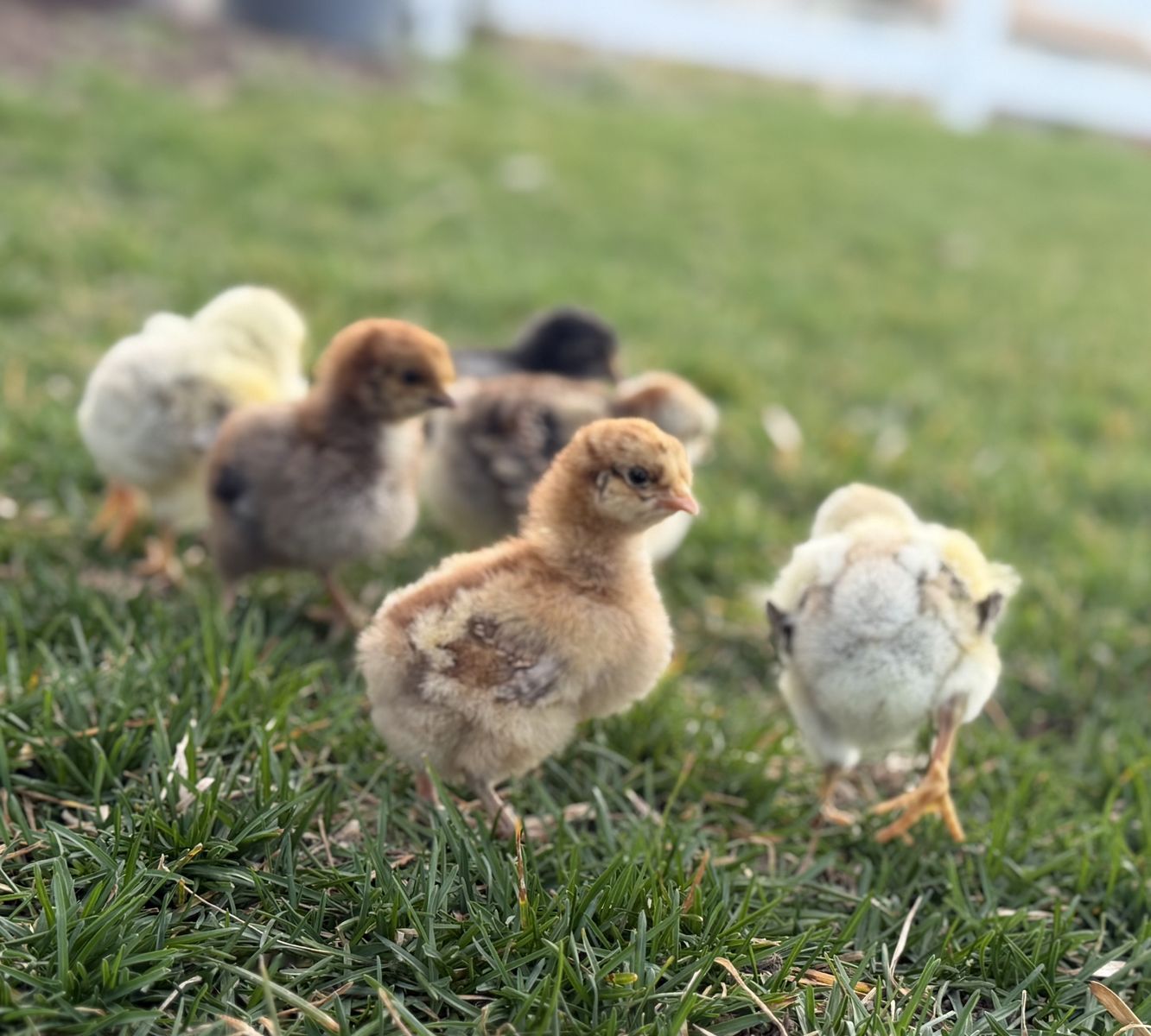 Purebred English Orpington chicks available in a range of ages and colors