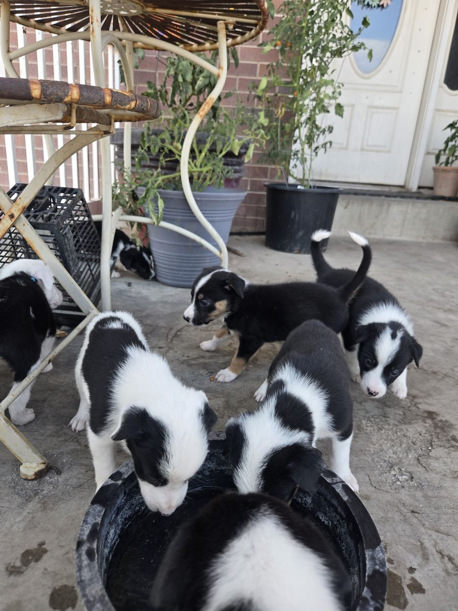 Puppies for sale