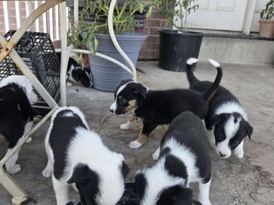Puppies for sale
