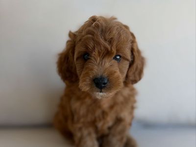 Easter Professionally Trained & Ready Micro Mini Goldendoodle