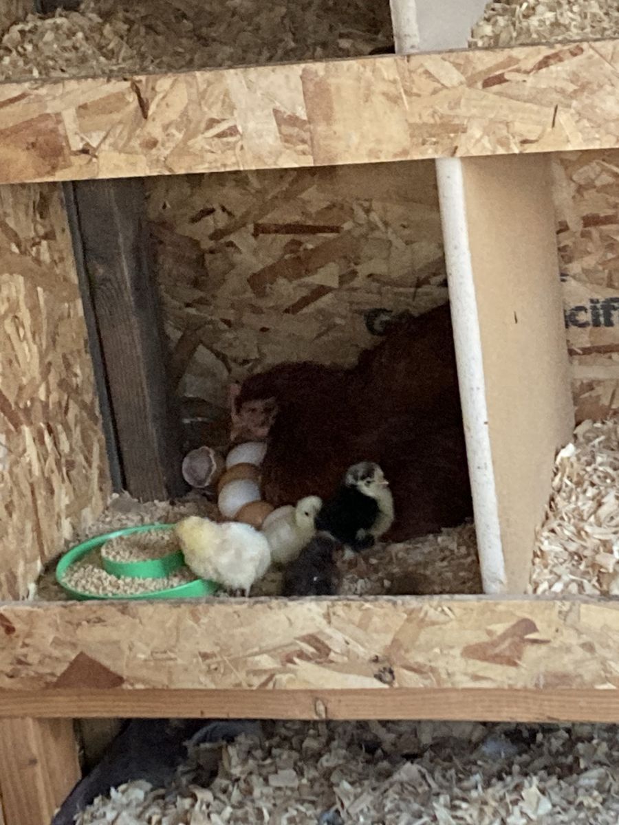 chicks 