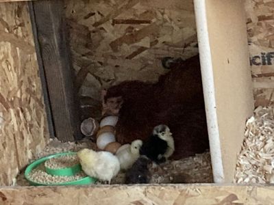 chicks