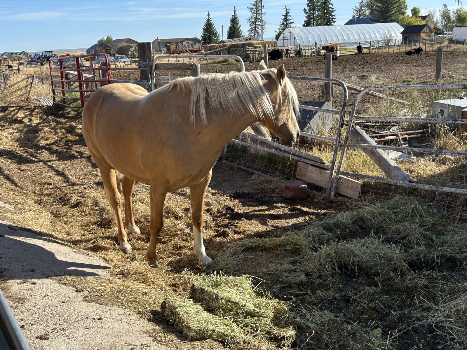 15 Year Old mare
