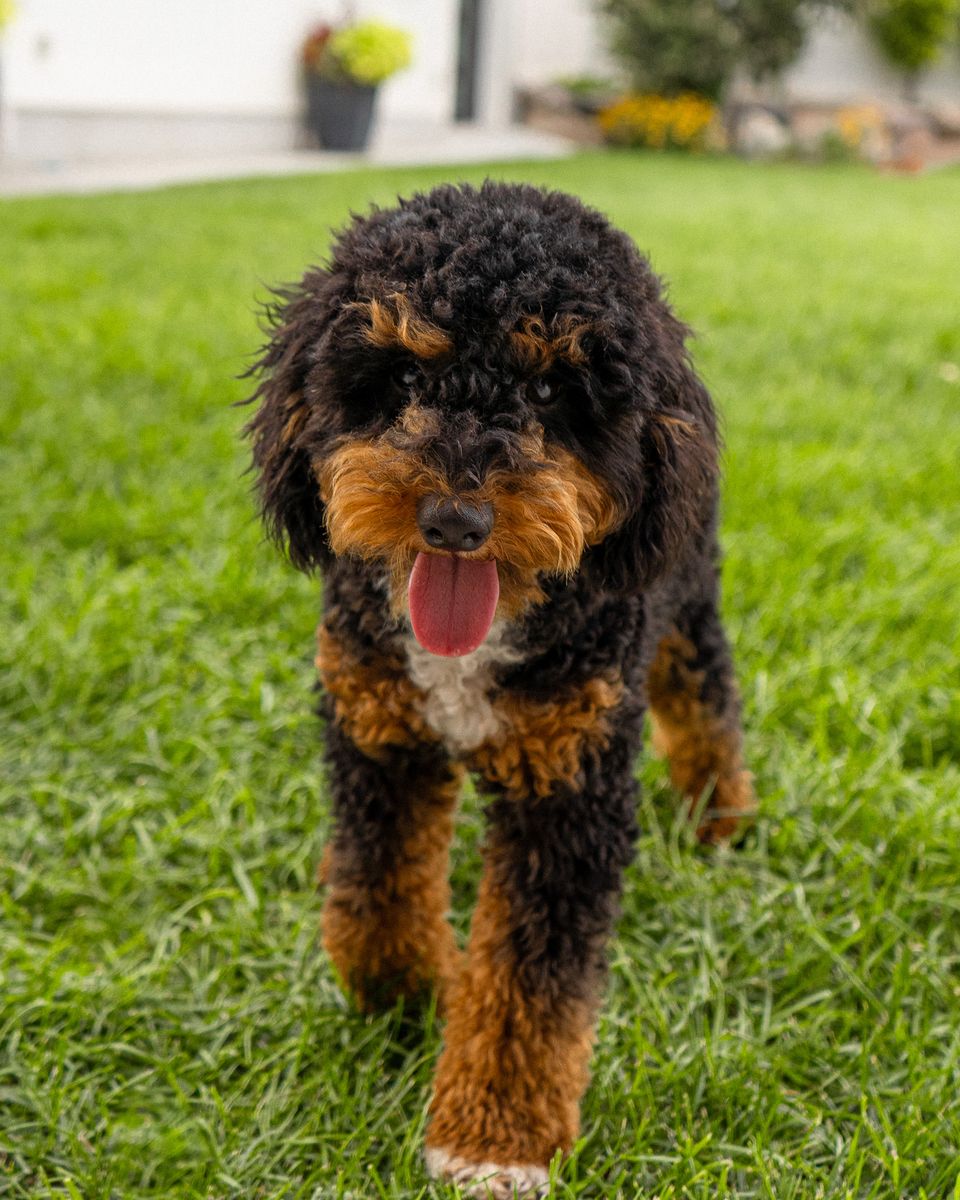 Best Personality | Tri-Color Mini Poodle Stud Service | Expert Service | Healthy, Beautiful Puppies