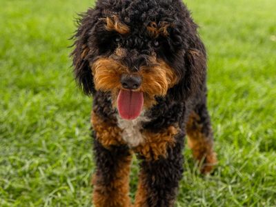 Best Personality | Tri-Color Mini Poodle Stud Service | Expert Service | Healthy, Beautiful Puppies