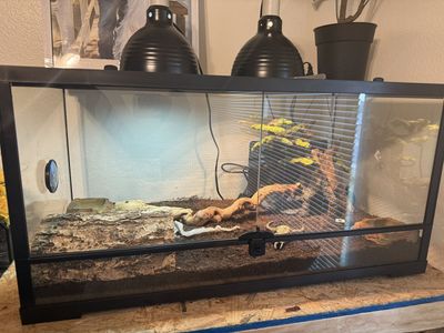 Ball python