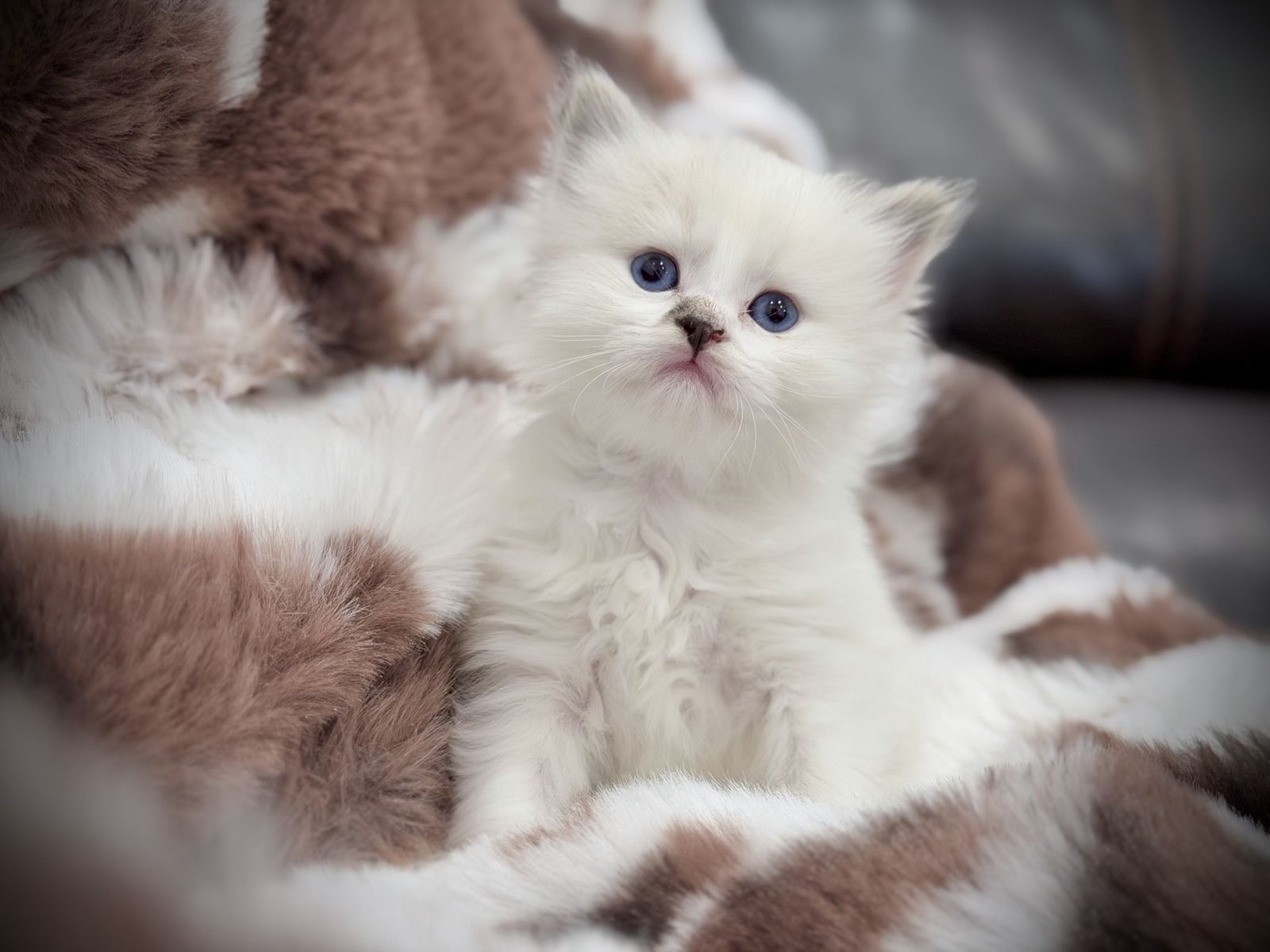 Rare calico Ragdoll look alike girl kitten