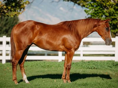 3 year old mare