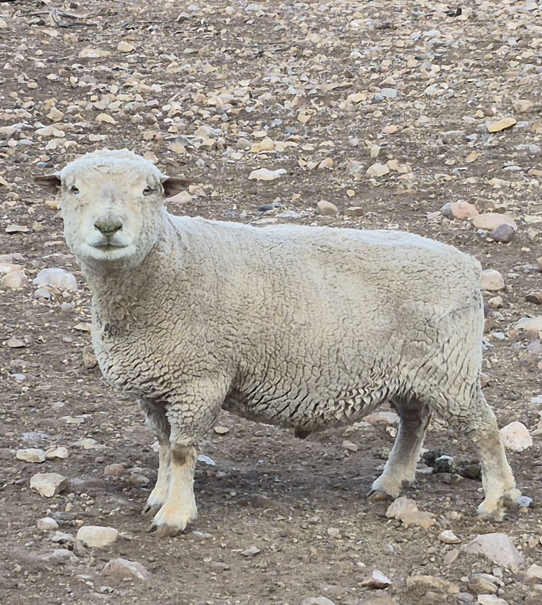 Miniature Southdown babydoll buck