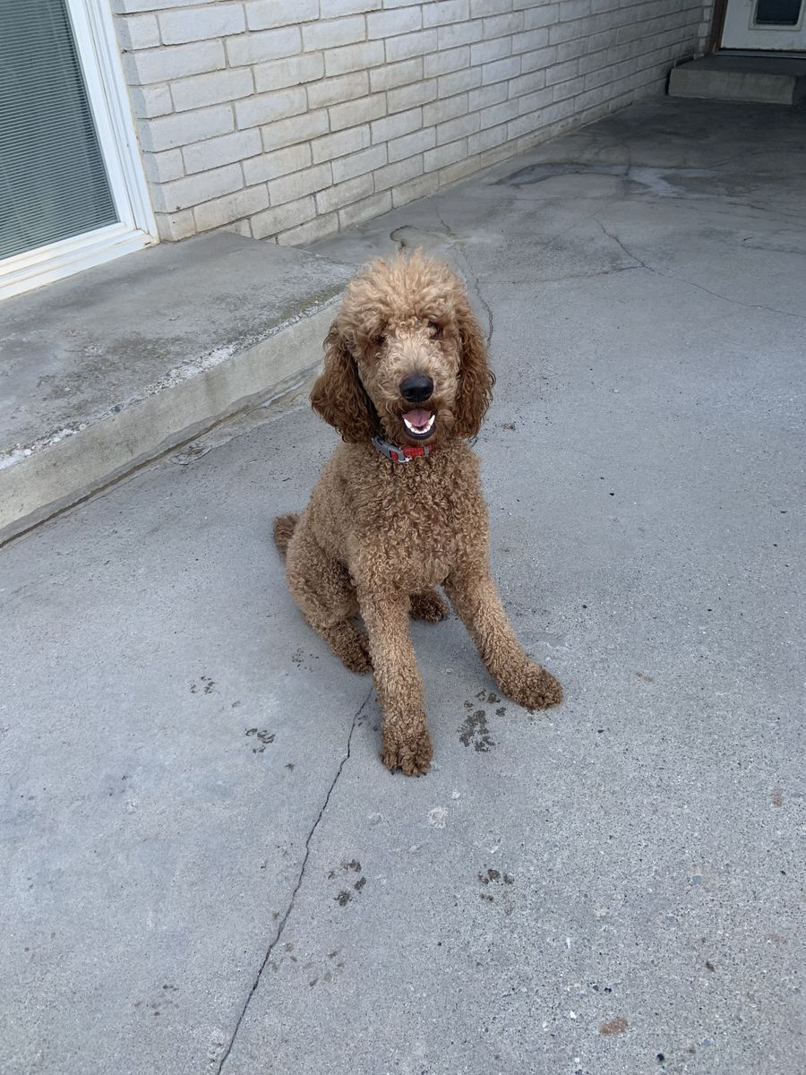 PUREBRED STANDARD POODLE FEMALE
