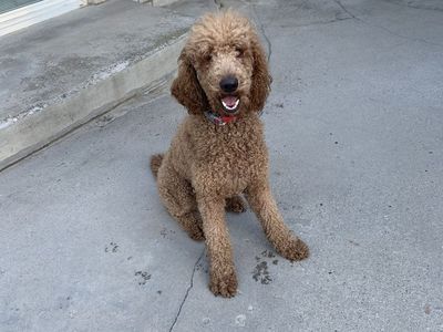 PUREBRED STANDARD POODLE FEMALE