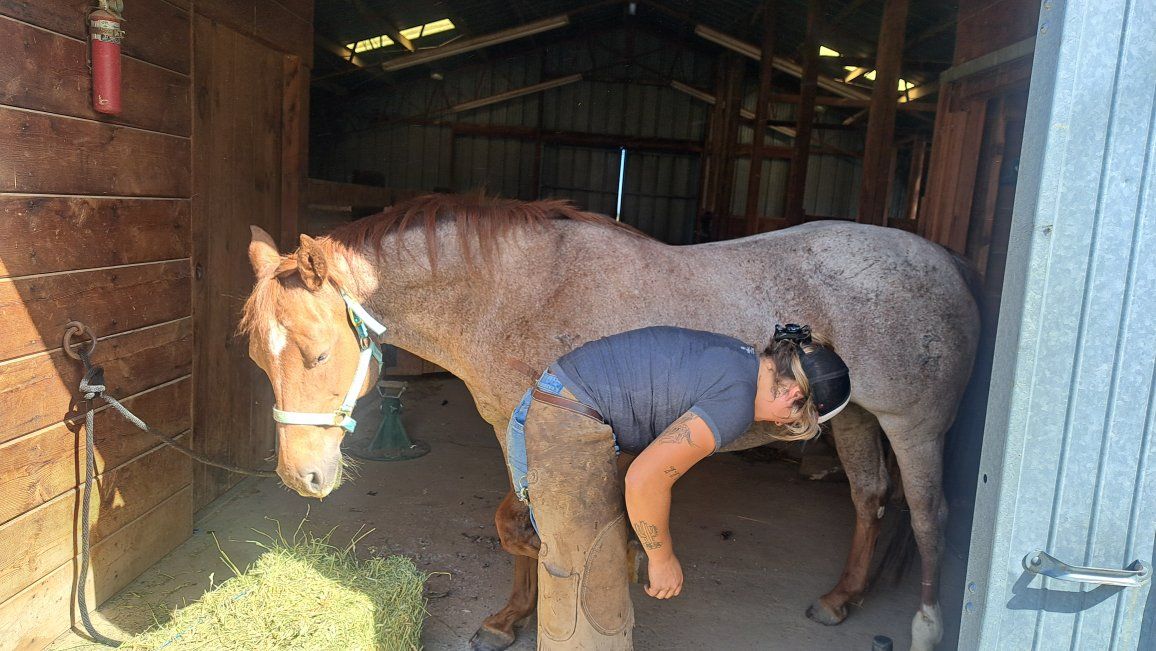 Red roan QH Mare for sale
