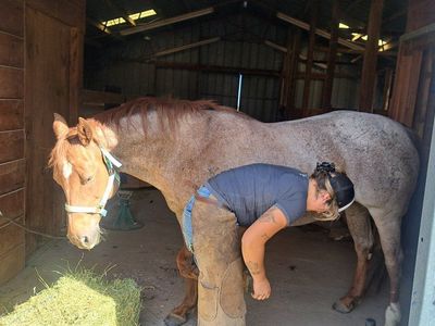 Red roan QH Mare for sale