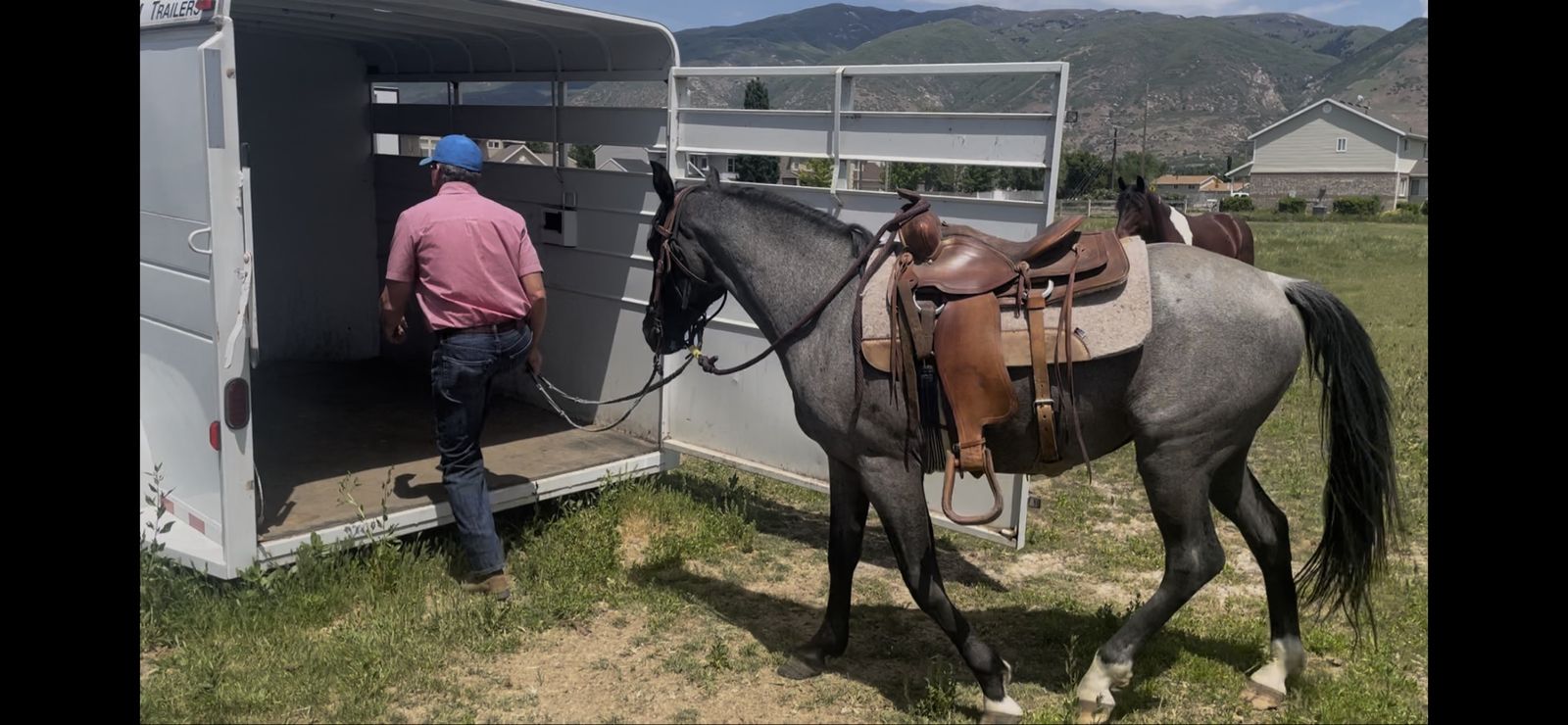4 Yr-Old Registered Tennessee Walker Gelding, Gaited