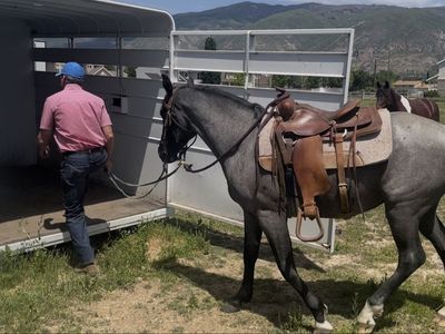 4 Yr-Old Registered Tennessee Walker Gelding, Gaited