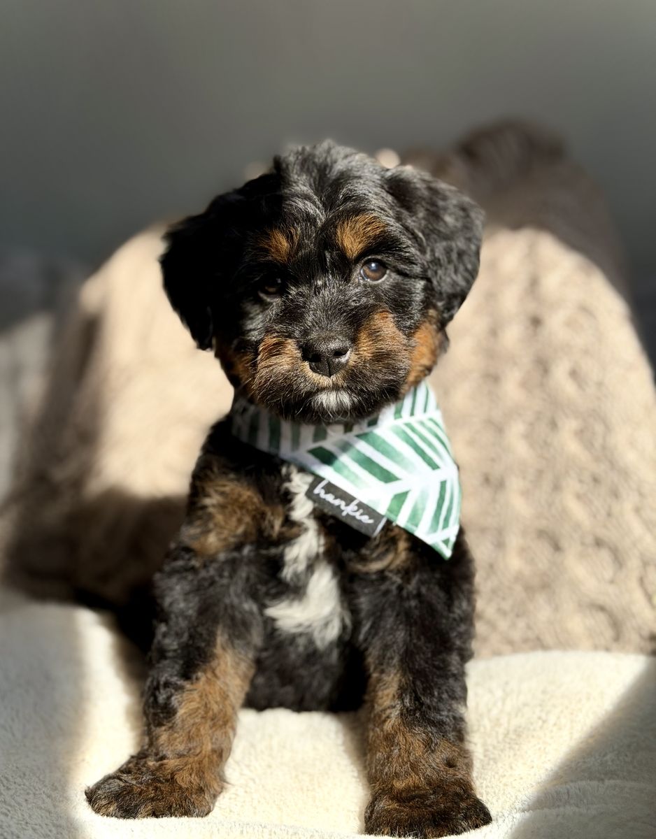 Mini Australian Mountain DoodleS