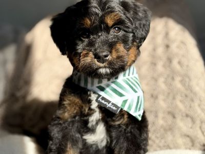 Mini Australian Mountain DoodleS