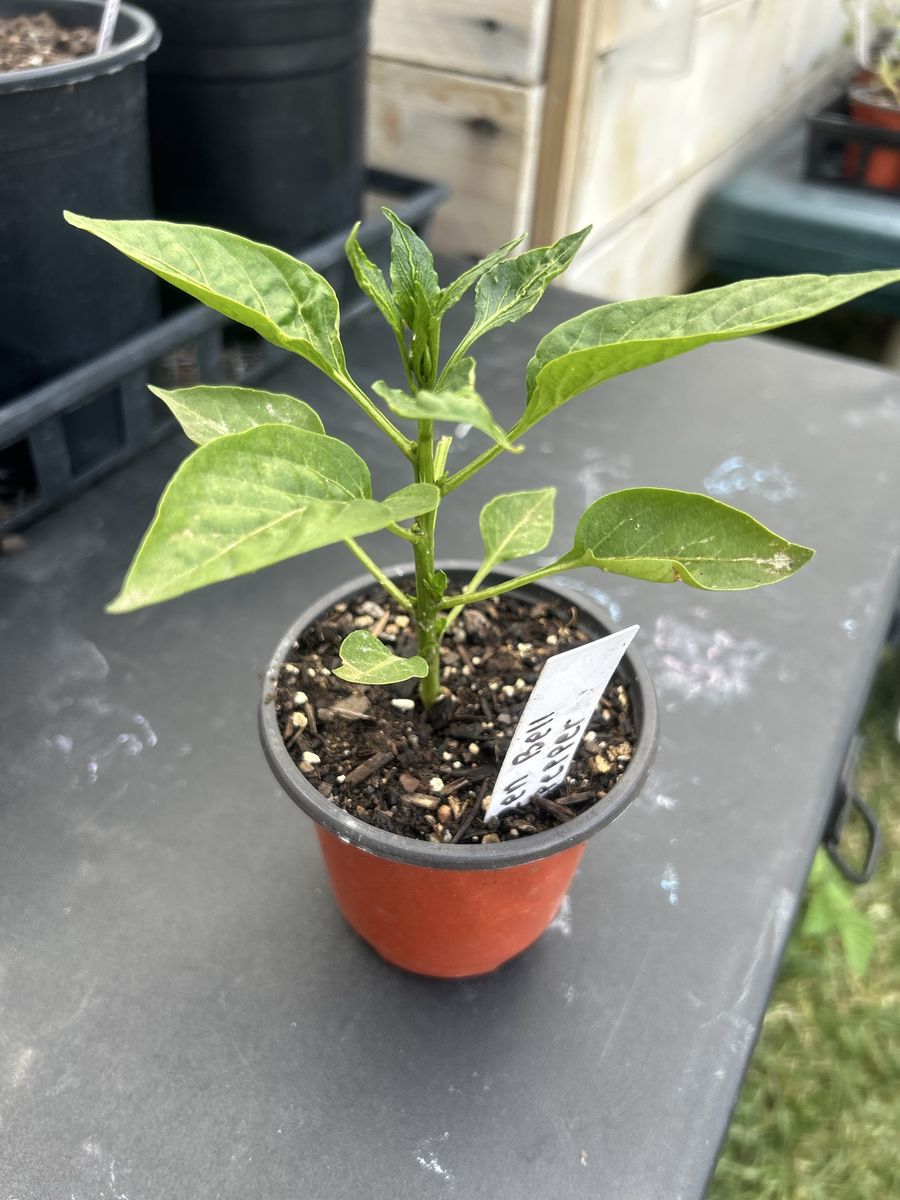 Tomato & Pepper plants