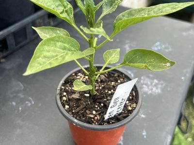Tomato & Pepper plants