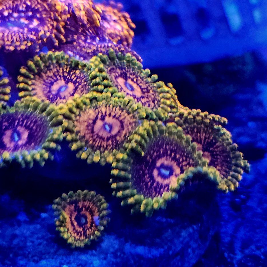 GMK zoa for sale $80