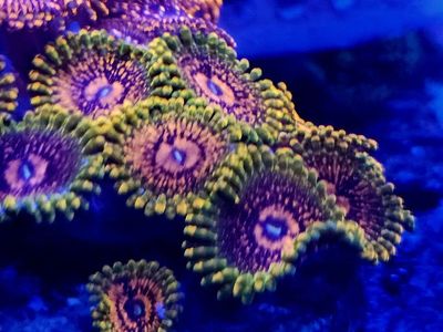 GMK zoa for sale $80