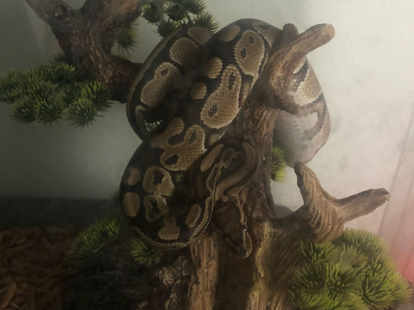 Male Ball Python