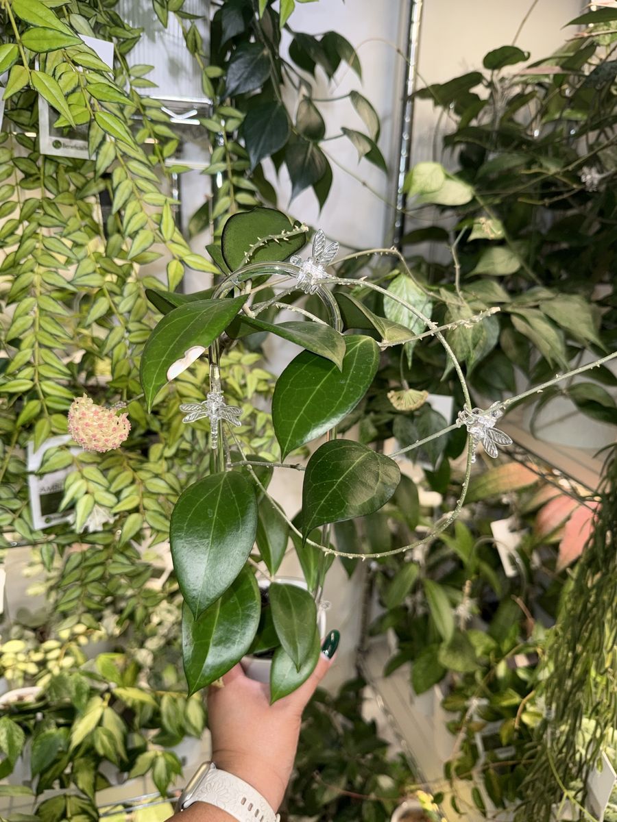 Hoya ‘Paula’ (GN-01) - Plant