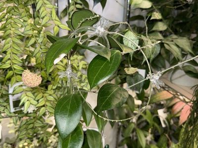 Hoya ‘Paula’ (GN-01) - Plant