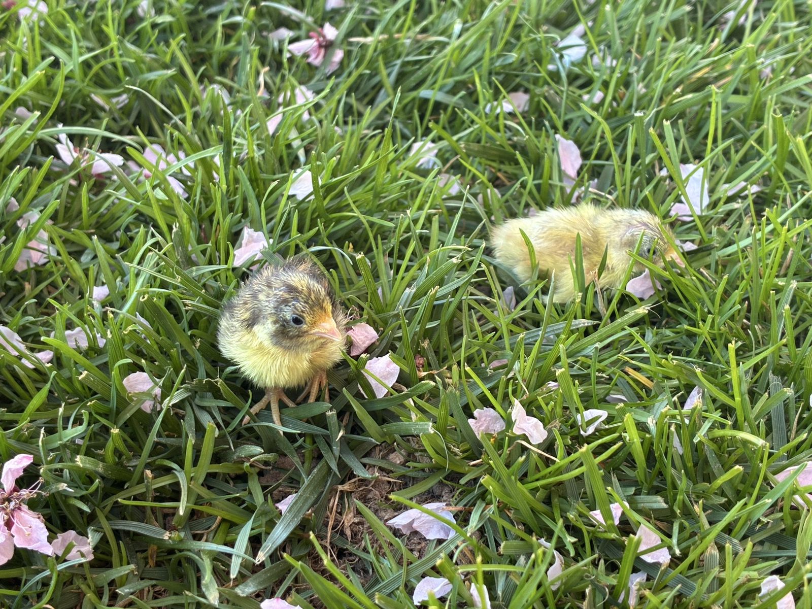 Fresh Button Quail Chicks