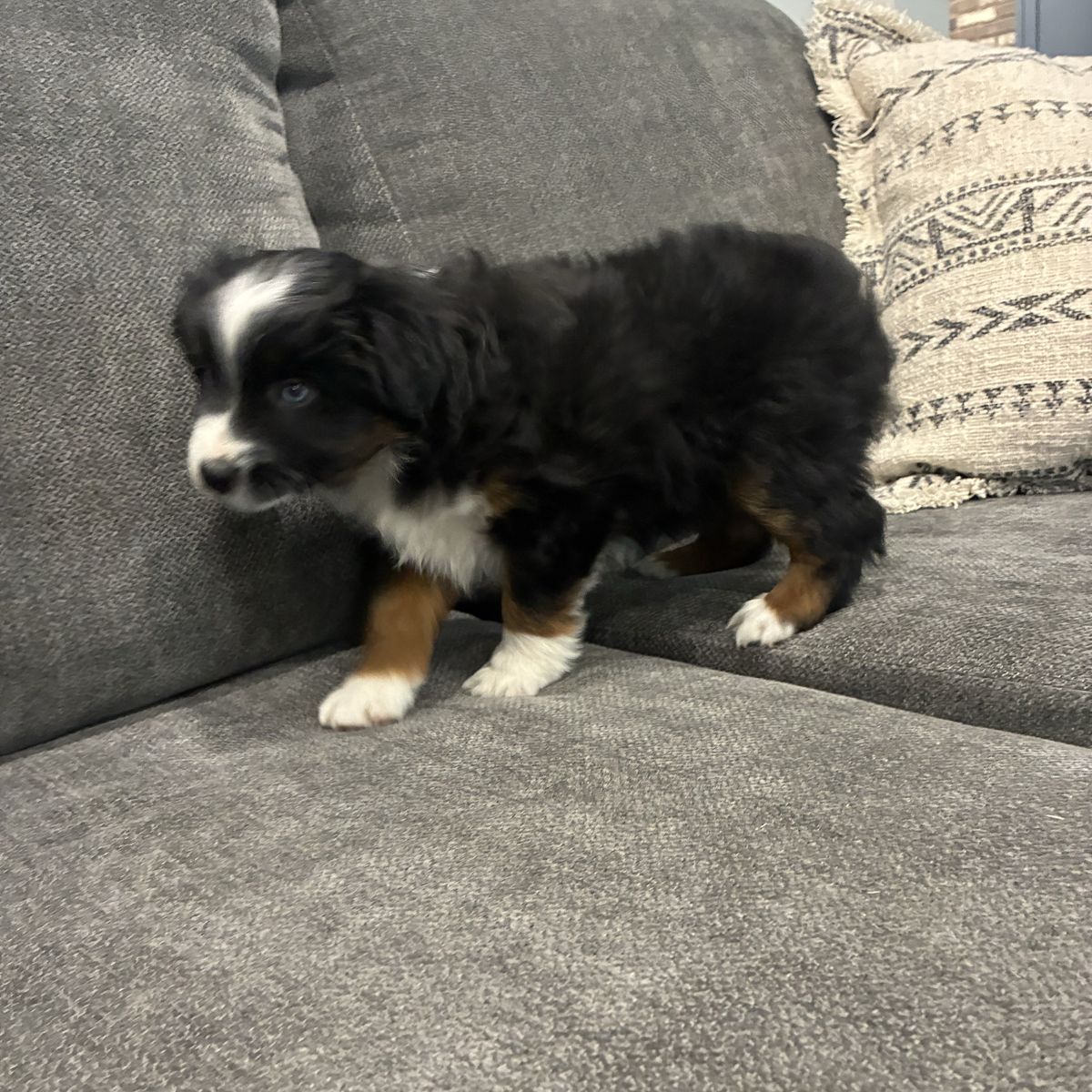 Miniature Australian Shepherd