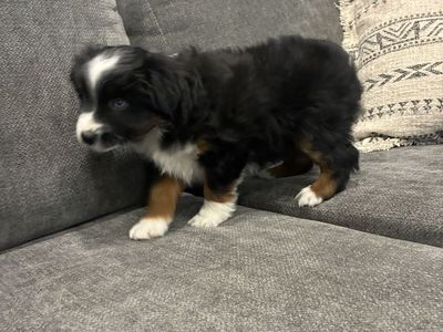 Miniature Australian Shepherd