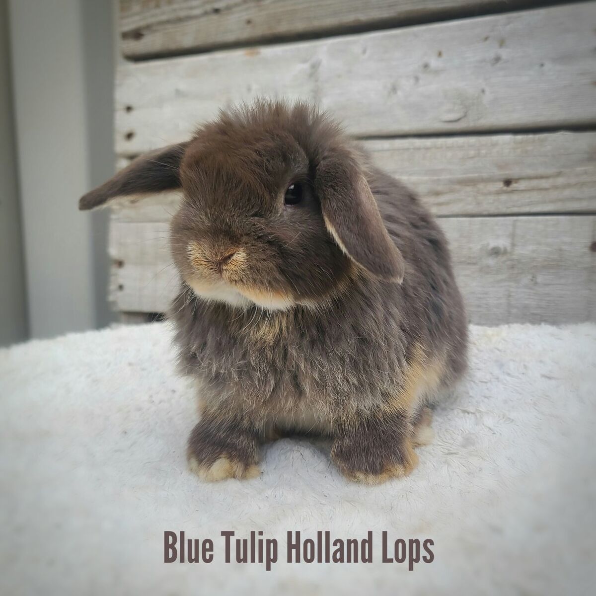 Chocolate Otter Holland Lop Doe