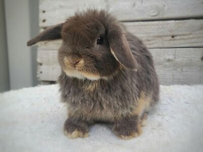 Chocolate Otter Holland Lop Doe