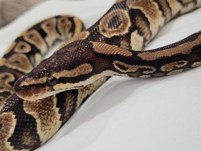 2 Year Old Female Ball Python + Enclosure