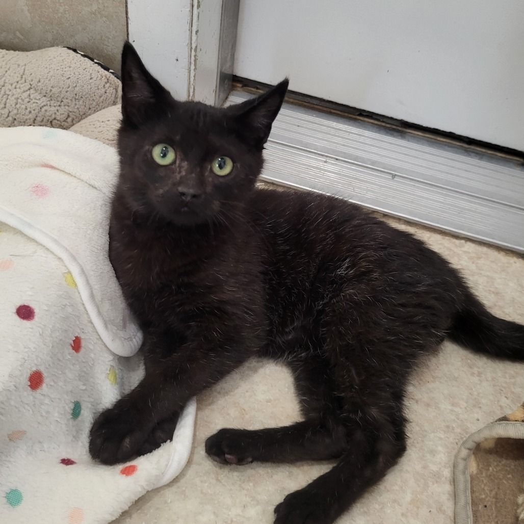 Hello my name is Pyrite