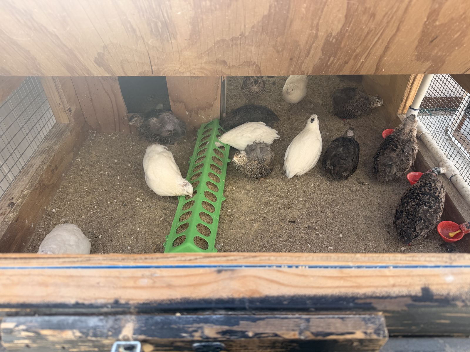 Young Coturnix Quail Flock + Hutch Setup