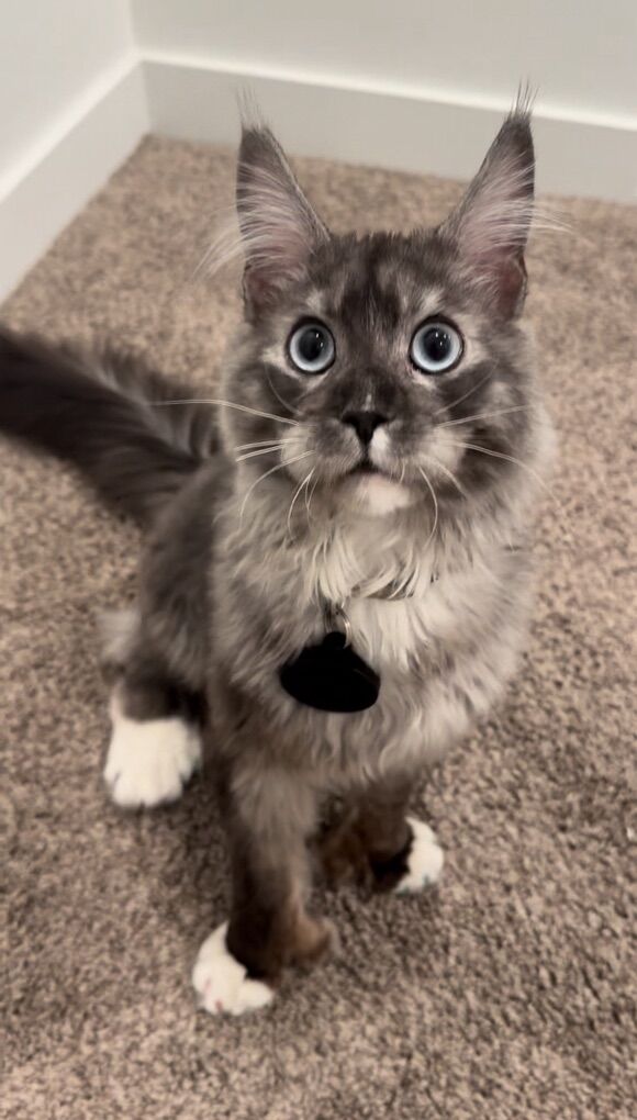 Future European Maine Coon Kittens Mainecoon