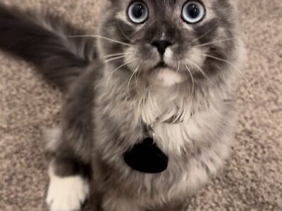 Future European Maine Coon Kittens Mainecoon