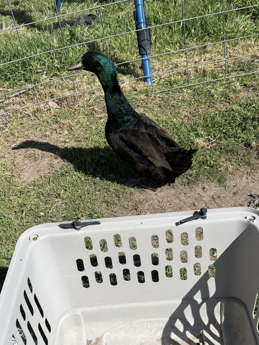 Free Rooster And Duck