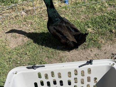 Free Rooster And Duck