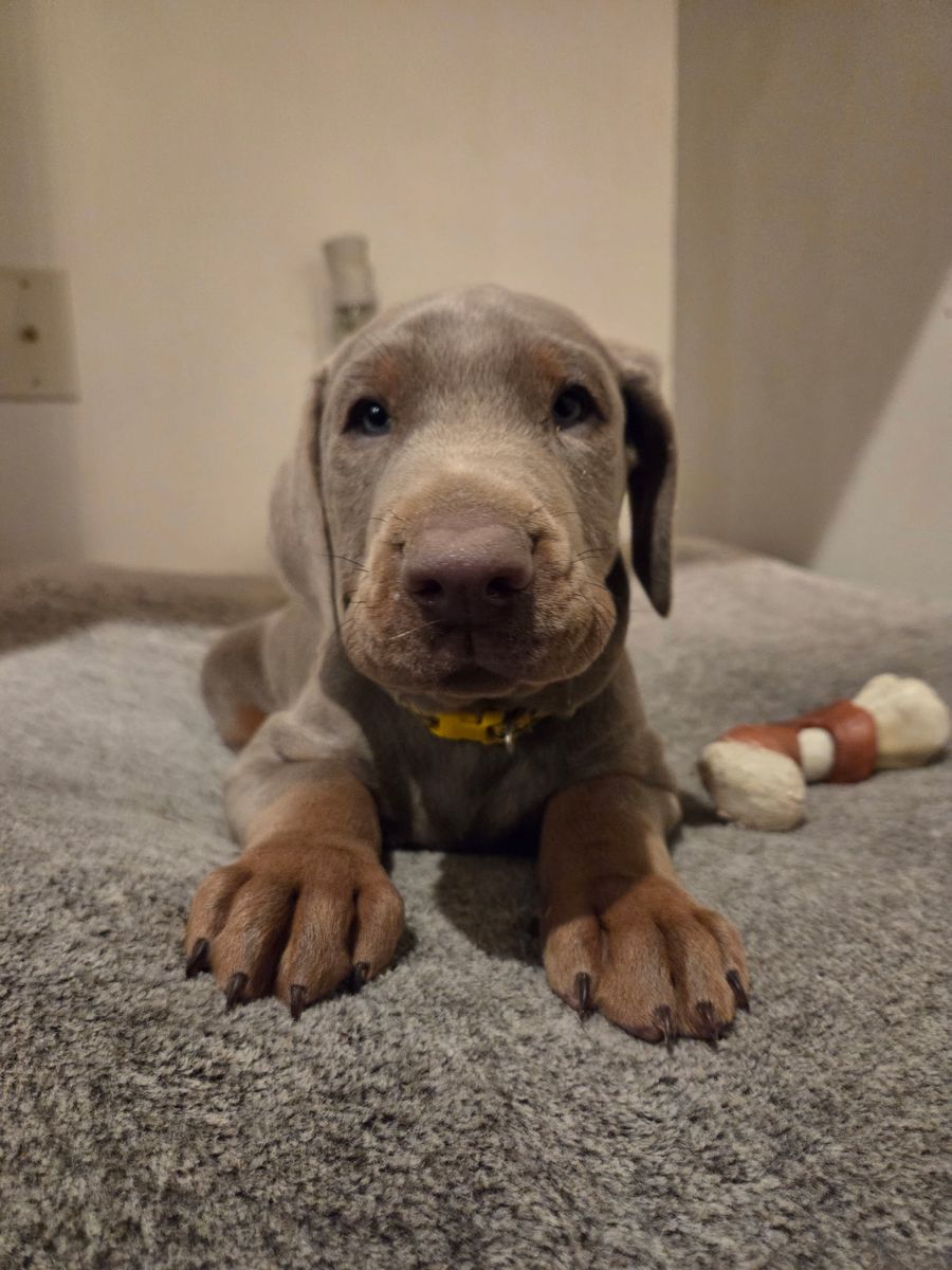 AKC MALE FAWN DOBERMAN Puppy