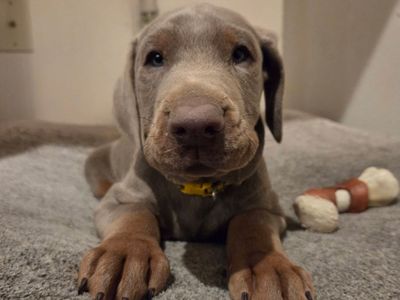 AKC MALE FAWN DOBERMAN Puppy