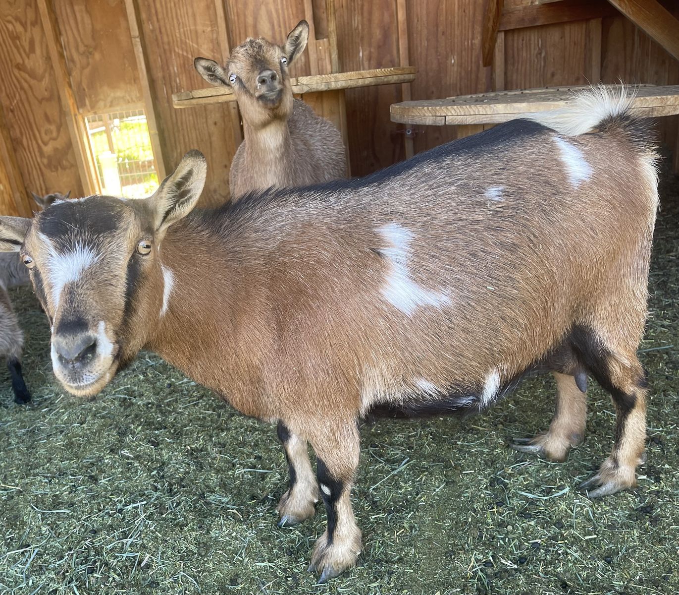 Dwarf Nigerian Goats For Sale