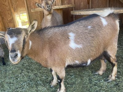 Dwarf Nigerian Goats For Sale