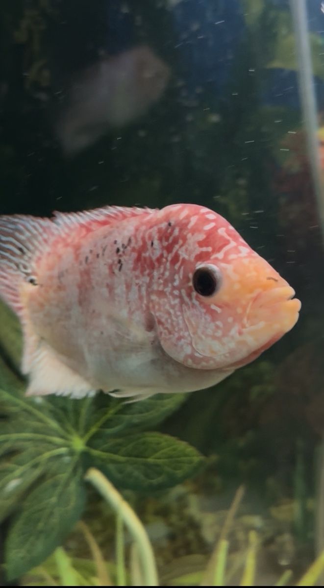 Freshwater flower horn fish