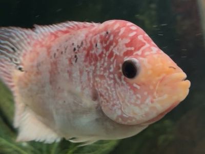 Freshwater flower horn fish