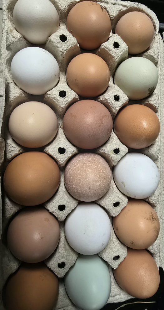 Fresh, Organic, and Locally Sourced Farm Eggs - Brown, White, and Green Assortment unwashed