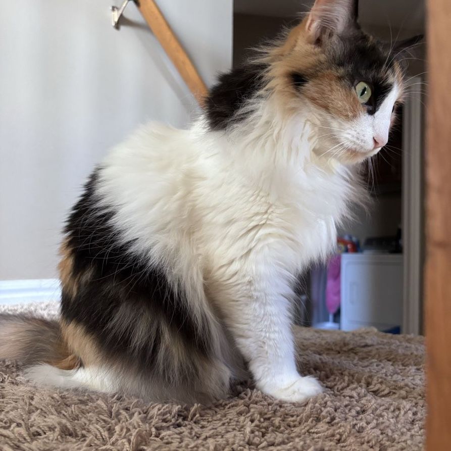 Beautiful Calico Cat - Domestic Medium Hair, Female, Striking Green Eyes
