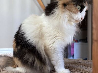 Beautiful Calico Cat - Domestic Medium Hair, Female, Striking Green Eyes